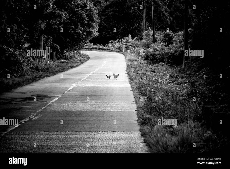 Chicken road oficial, chicken road game